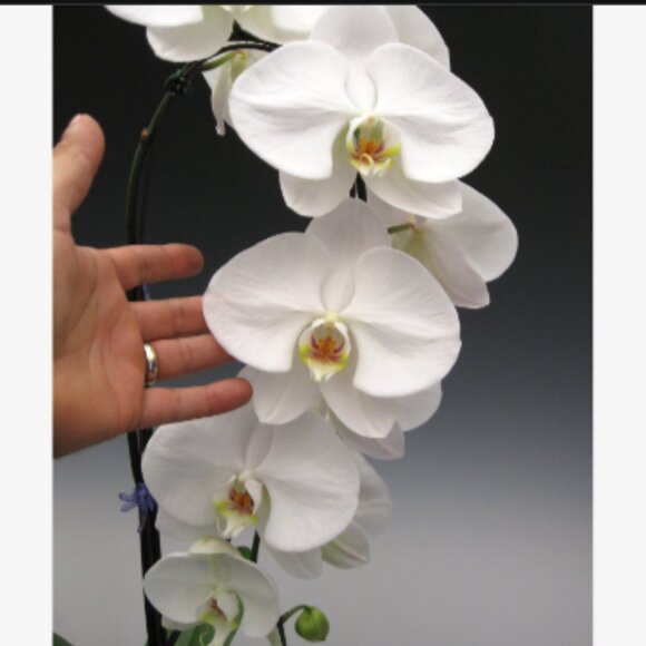 ADD $1 Beautiful Purple w Blue Orchid- Attract Nature to Garden 10 Flower Seeds - Picture 2 of 6